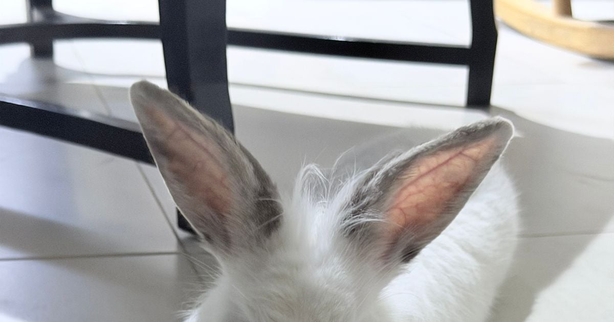 Sushi (FOSTER OR ADOPT), Rescue rabbit for adoption in the UAE ...
