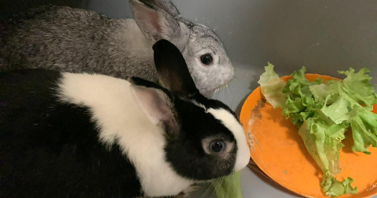Bubbles & Shadow (F/F), Rescue rabbit for adoption in the UAE ...